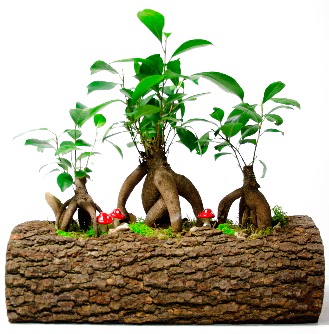 Do�al k�t�k i�inde 3 Bonsai Japon a�ac�  cicek siparisi Ankara Sincan cicek , cicekci 