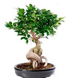 Bonsai japon a�ac� seramik i�inde  Ankara Sincan cicekciler , cicek siparisi 