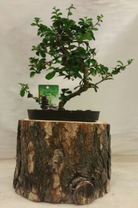 Doal ktk iinde bonsai japon aac  Online Ankara Sincan iek sat 