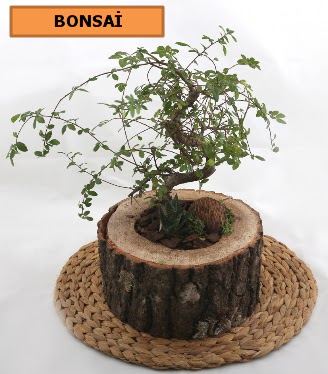 Do�al a�a� k�t�k i�erisinde bonsai bitkisi  Ankara Sincan �i�ek , �i�ek�i , �i�ek�ilik 