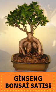 Ginseng bonsai sat japon aac  Ankara Sincan hediye sevgilime hediye iek 