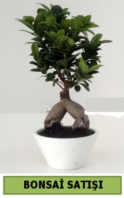Bonsai japon a�ac� sat���  Ankara Sincan online �i�ek�i , �i�ek sipari�i 