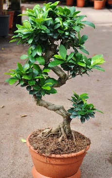 Orta boy bonsai saks bitkisi  Ankara Sincan uluslararas iek gnderme 