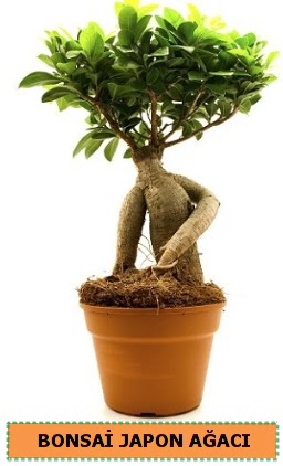 Bonsai japon a�ac� sat���  Ankara Sincan online �i�ek�i , �i�ek sipari�i 