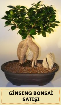 thal Ginseng bonsai sat japon aac  Ankara Sincan online iek gnderme sipari 