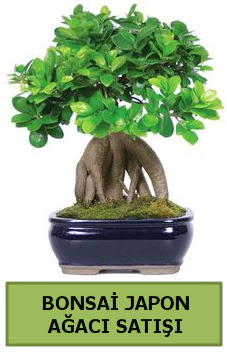 Bonsai japon a�ac� sat���  Ankara Sincan �i�ek sipari�i sitesi 