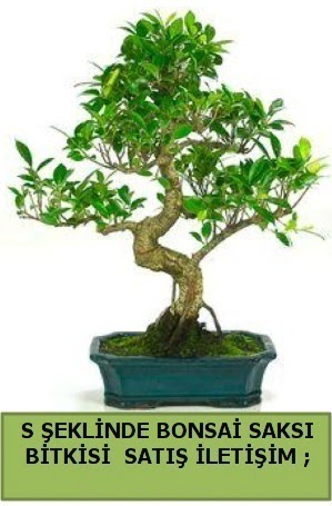 thal S eklinde dal erilii bonsai sat  Ankara Sincan hediye iek yolla 