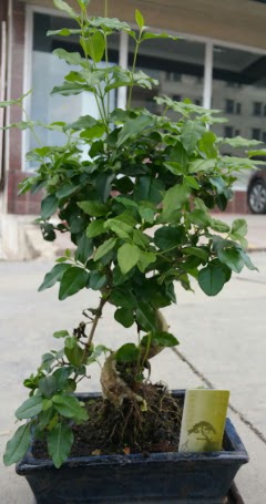 Bonsai japon a�ac� saks� bitkisi  Ankara Sincan 14 �ubat sevgililer g�n� �i�ek 
