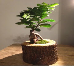 Do�al k�t�kte Bonsai japon a�ac� sat���  cicek siparisi Ankara Sincan cicek , cicekci 