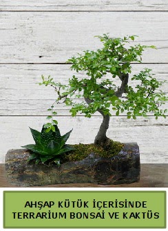 Ah�ap k�t�k bonsai kakt�s teraryum  Ankara Sincan uluslararas� �i�ek g�nderme 