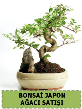 Bonsai japon  a�ac� sat��� Minyat�r �thal  Ankara Sincan uluslararas� �i�ek g�nderme 