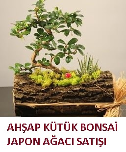 Ah�ap k�t�k i�erisinde bonsai ve 3 kakt�s  Ankara Sincan �i�ek sipari�i vermek 