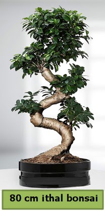80 cm zel saksda bonsai bitkisi  Ankara Sincan ieki maazas 
