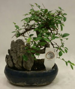 thal 1.ci kalite bonsai japon aac  Ankara Sincan iek siparii sitesi 