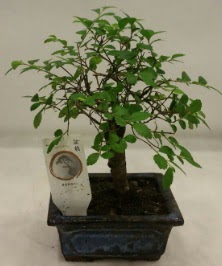 Minyatr ithal japon aac bonsai bitkisi  Ankara Sincan iek siparii sitesi 