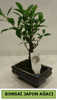 Bonsai japon aac saks bitkisi  Ankara Sincan online ieki , iek siparii 