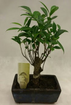 Japon aac bonsai bitkisi sat  Ankara Sincan ieki maazas 