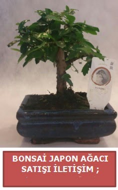 Japon a�ac� minya�r bonsai sat���  Ankara Sincan �i�ek sipari�i sitesi 