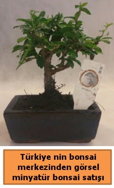 Japon aac bonsai sat ithal grsel  Ankara Sincan ucuz iek gnder 