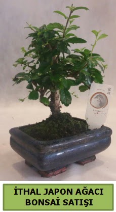 �thal japon a�ac� bonsai bitkisi sat���  Ankara Sincan �i�ek�i ma�azas� 
