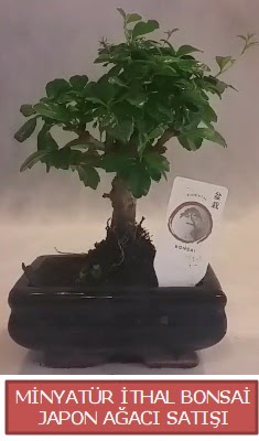 Kk grsel bonsai japon aac bitkisi  sincan ieki Ankara Sincan internetten iek sat 