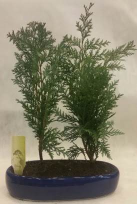 SINIRLI SAYIDA Selvi A�ac� bonsai ikili  Ankara Sincan �i�ek�i ma�azas� 