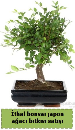�thal bonsai saks� �i�e�i Japon a�ac� sat���  Online Ankara Sincan �i�ek sat��� 