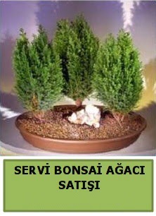 BONSA� 3 L� SERV� BONSA� A�ACI  Ankara Sincan �i�ek�i ma�azas� 