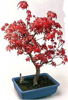 Amerikan akaaa bonsai bitkisi  Ankara Sincan ucuz iek gnder 