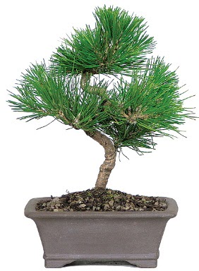 �am a�ac� bonsai japon a�ac� bitkisi  Ankara Sincan hediye �i�ek yolla 