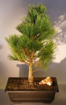 �am a�ac� japon a�ac� bitkisi bonsai  Ankara Sincan �i�ek�i ma�azas� 