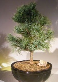 am aac bonsai bitkisi sat  Online Ankara Sincan iekiler 