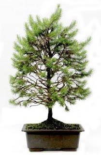 *** STOKTA YOK - am aac bonsai bitkisi sat  Ankara Sincan iek online iek siparii 