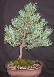 Bonsai �am a�ac� japon a�ac� bitkisi  Ankara Sincan online �i�ek g�nderme sipari� 