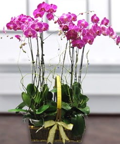 7 dall mor lila orkide  Ankara Sincan iek , ieki , iekilik 