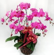 Sepet ierisinde 5 dall lila orkide  Online Ankara Sincan iekiler 