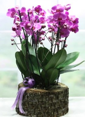 Ktk ierisinde 6 dall mor orkide  Online Ankara Sincan iekiler 