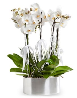 Be dall metal saksda beyaz orkide  Ankara Sincan ucuz iek gnder 