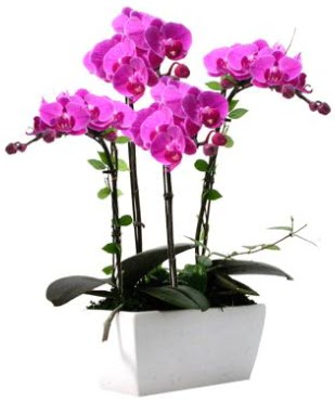 Seramik vazo ierisinde 4 dall mor orkide  Ankara Sincan iek siparii sitesi 