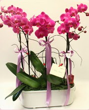 Beyaz seramik ierisinde 4 dall orkide  Online Ankara Sincan iekiler 
