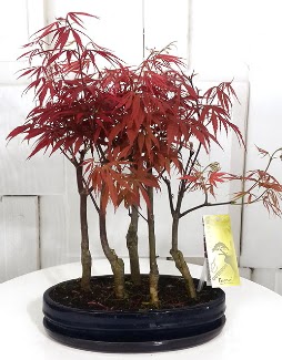 5 adet japon akaaa bonsai iei  Ankara Sincan iek siparii sitesi 