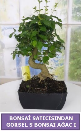 S dal erilii bonsai japon aac  Ankara Sincan iek siparii sitesi 