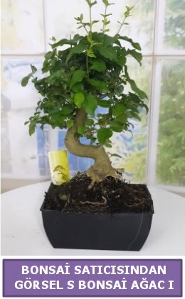 S dal e�rili�i bonsai japon a�ac�  Ankara Sincan �i�ek sipari�i sitesi 