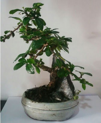 S eklinde ithal bonsai aac  Ankara Sincan ucuz iek gnder 