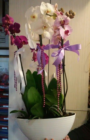 Mor ve beyaz ve pembe 6 dall orkide  Online Ankara Sincan iekiler 