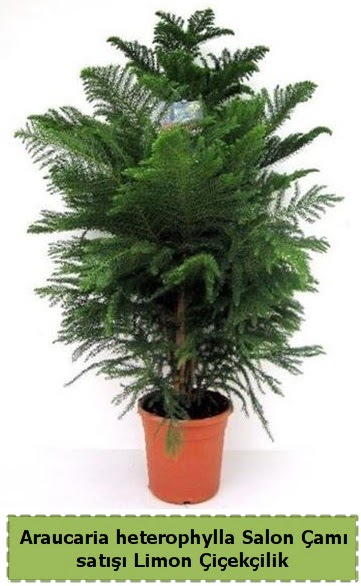 Salon �am� Sat��� Araucaria heterophylla  Ankara Sincan �i�ek sipari�i sitesi 
