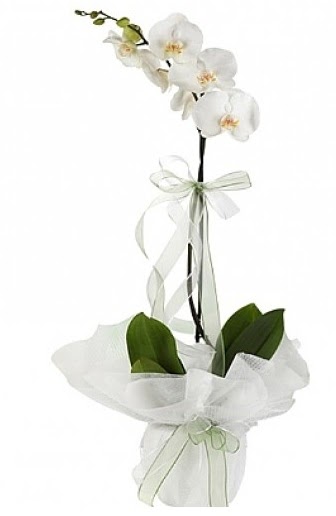 Tekli Beyaz Orkide  Ankara Sincan internetten iek siparii 