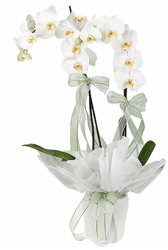 ift Dall Beyaz Orkide  Ankara Sincan kaliteli taze ve ucuz iekler 