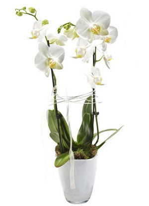 2 dall beyaz seramik beyaz orkide sakss  Ankara Sincan iek , ieki , iekilik 