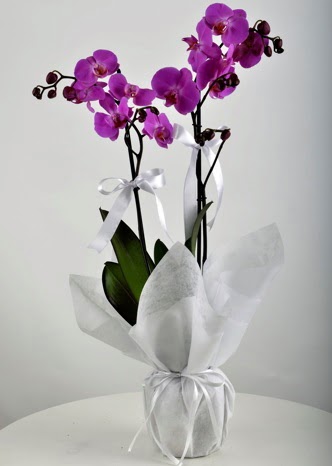 ift dall saksda mor orkide iei  Ankara Sincan 14 ubat sevgililer gn iek 